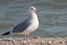 American Herring Gull, Transitional plumage from 3rd winter to adult, USA 19th of March 2013 Photo: Jakob Ugelvig Christiansen