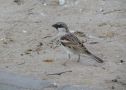 House Sparrow, han/male non-breeding, Oman 3rd of November 2013 Photo: Jens Thalund