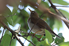 Grey-sided Thrush (Turdus feae), Thailand 28th of March 2013 Photo: Helge Sørensen