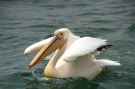 Great White Pelican, close up, Namibia 19th of September 2013 Photo: Jette Bjerregaard Kristensen