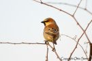Plain-backed Sparrow, Myanmar 15th of November 2013 Photo: Otto Samwald