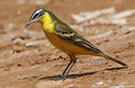 Western Yellow Wagtail, Male - 