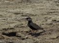 Black-crowned Sparrow-lark, han/male, Oman 4th of November 2013 Photo: Jens Thalund