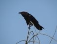 Brown-necked Raven, Oman 4th of November 2013 Photo: Jens Thalund