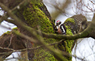Middle Spotted Woodpecker, Denmark 3rd of January 2014 Photo: Åge Mathias Matthiesen