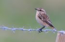 Whinchat, Sweden 15th of August 2013 Photo: Per Holmberg