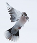 Eurasian Collared Dove, I snevejr, Denmark 18th of January 2014 Photo: Hans Henrik Larsen
