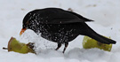 Common Blackbird, Denmark 25th of January 2014 Photo: Hans Henrik Larsen