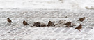 Crested Lark, Syv ud af en bestand på otte, Denmark 1st of February 2014 Photo: Hans Henrik Larsen