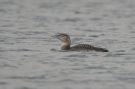 Yellow-billed Loon, 1cy, France 15th of December 2013 Photo: Dominik Becker