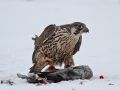 Peregrine Falcon, Sweden 1st of February 2014 Photo: Ronny Hans Ingemar Svensson