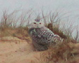 Snowy Owl, Fugle i landskabet, Denmark 9th of February 2014 Photo: Hans Henrik Larsen