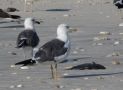 Lesser Black-backed Gull, Ad. vidr., Oman 5th of November 2013 Photo: Jens Thalund