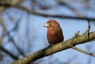 Parrot Crossbill, On a branch in the sun, Netherlands 2nd of February 2014 Photo: Johannes Ferdinand
