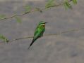 Blue-cheeked Bee-eater, Adult, Oman 6th of November 2013 Photo: Jens Thalund