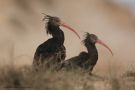 Northern Bald Ibis, Morocco 8th of February 2014 Photo: Mark Walker