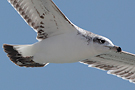 Pallas's Gull, United Arab Emirates 22nd of February 2014 Photo: Helge Sørensen