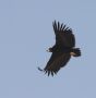 Cinereous Vulture, 1cy, India 12th of December 2013 Photo: Paul Patrick Cullen