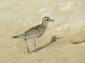 Pacific Golden Plover, Oman 9th of November 2013 Photo: Jens Thalund
