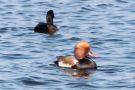 Red-crested Pochard, Denmark 10th of March 2014 Photo: Lars Birk
