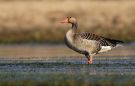 Greylag Goose, Germany 14th of March 2014 Photo: Steffen Fahl
