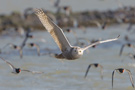 Snowy Owl, 2cy female, Netherlands 20th of March 2014 Photo: Arie Ouwerkerk