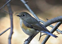 Red-flanked Bluetail, 2cy male, Denmark 28th of March 2014 Photo: Hans Henrik Larsen