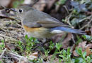 Red-flanked Bluetail, 2cy male, Denmark 28th of March 2014 Photo: Hans Henrik Larsen