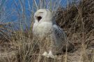Snowy Owl, En meget søvning Sneugle, Denmark 28th of March 2014 Photo: Conny Jensen