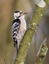 Lesser Spotted Woodpecker, Female, Denmark 29th of March 2014 Photo: Hans Henrik Larsen