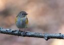 Red-flanked Bluetail, 2K han, Denmark 29th of March 2014 Photo: Lars Grøn