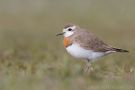 Caspian Plover, Ad. male, first record for Sweden, Sweden 3rd of April 2014 Photo: Daniel Pettersson