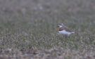 Caspian Plover, Ad., Sweden 6th of March 2014 Photo: Mikkel Holck