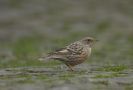 Alpine Accentor, 3 ind. in the middle of Germany, Germany 11th of April 2014 Photo: Johannes Ferdinand