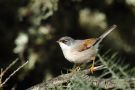 Spectacled Warbler, Spain 25th of January 2014 Photo: Gisela Nagel