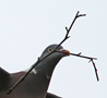 Common Wood Pigeon, Med redemateriale, Denmark 10th of May 2014 Photo: Hans Henrik Larsen