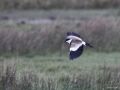 Spur-winged Lapwing, Denmark 14th of May 2014 Photo: Dennis Olsen