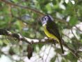 Gråhovedet Fluesnapper (Culicicapa ceylonensis) Grey-headed Canary Flycather, Sri Lanka 19. februar 2014 Foto: J Ole Andersen