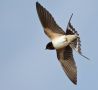 Barn Swallow, Denmark 22nd of May 2014 Photo: Per Schans Christensen
