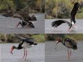 Black Stork, Det går voldsomt til, når den sorte stork tager den store fisk., Greece 5th of May 2014 Photo: Erik Biering