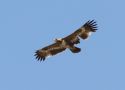 Steppe Eagle, 2K, Denmark 30th of May 2014 Photo: Lars Paaby