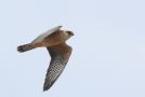 Red-footed Falcon, ad. hun, Denmark 21st of May 2014 Photo: Claus Vind-Andreasen