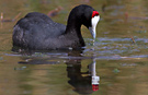 Red-knobbed Coot, Spain 19th of May 2014 Photo: Simon Berg Pedersen