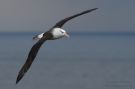 Black-browed Albatross, Germany 5th of June 2014 Photo: Stefan Pfützke