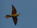 Blue-cheeked Bee-eater, Turkey 11th of May 2014 Photo: Silas K.K. Olofson