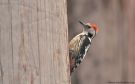 Middle Spotted Woodpecker, Greece 9th ? 2014 Photo: Morten Scheller Jensen