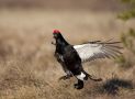 Black Grouse, Norway 18th of April 2014 Photo: Klaus Dichmann