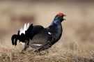 Black Grouse, Norway 18th of April 2014 Photo: Klaus Dichmann