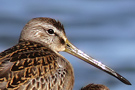 Short-billed Dowitcher, USA 4th of September 2014 Photo: Tommy Holmgren