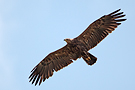 Lesser Spotted Eagle, Adult, Hungary 14th of June 2014 Photo: Helge Sørensen